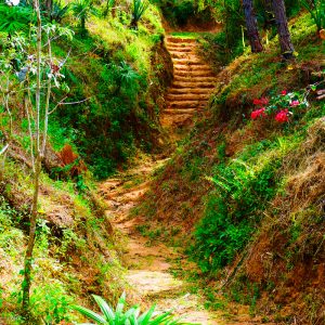 jardin-botanico-en-puerto-vallarta-movil